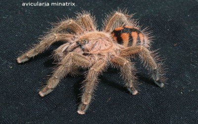 avicularia minatrix female tarantula